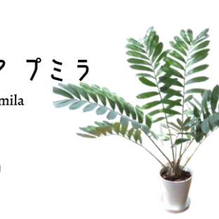 【観葉植物】ザミア・プミラ8号(トロピカルフルーツ&プランツ)