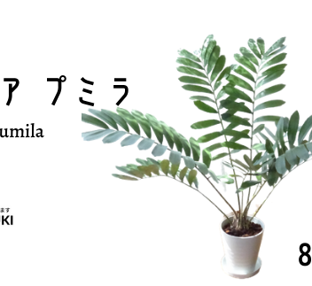 【観葉植物】ザミア・プミラ8号(トロピカルフルーツ&プランツ)