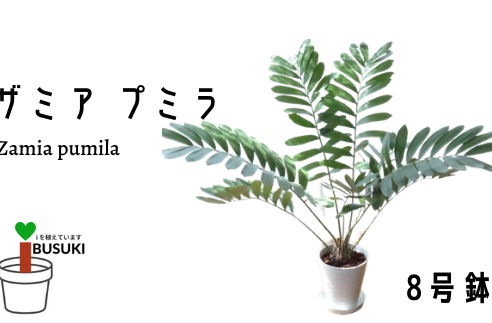【観葉植物】ザミア・プミラ8号(トロピカルフルーツ&プランツ)