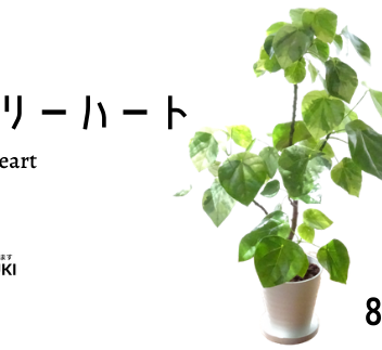 【観葉植物】ラブリーハート8号(トロピカルフルーツ&プランツ)