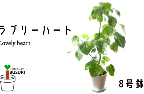 【観葉植物】ラブリーハート8号(トロピカルフルーツ&プランツ)