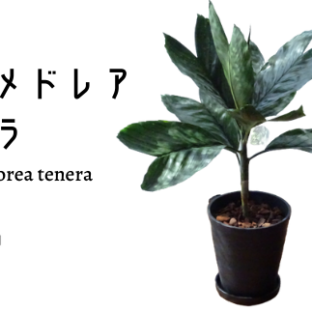 【観葉植物】チャメドレア・テネラ6号プラ(トロピカルフルーツ&プランツ)