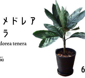 【観葉植物】チャメドレア・テネラ6号プラ(トロピカルフルーツ&プランツ)