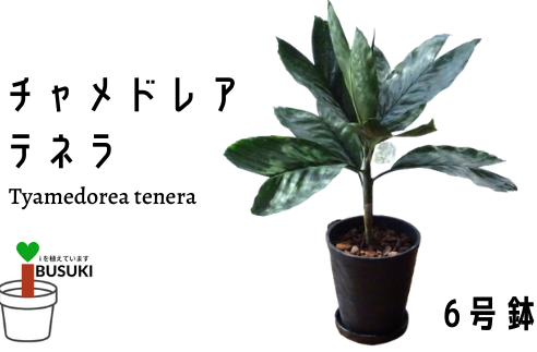 【観葉植物】チャメドレア・テネラ6号プラ(トロピカルフルーツ&プランツ)