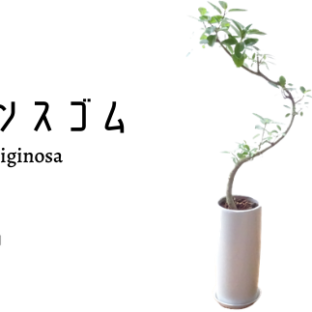 【観葉植物】フランスゴム7号(トロピカルフルーツ&プランツ)