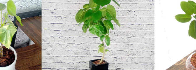 初心者におすすめの観葉植物 特集