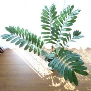 ザミア・プミラ8号