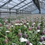 マンゴー 完熟 糖度