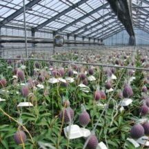 マンゴーについて