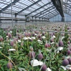 マンゴーについて